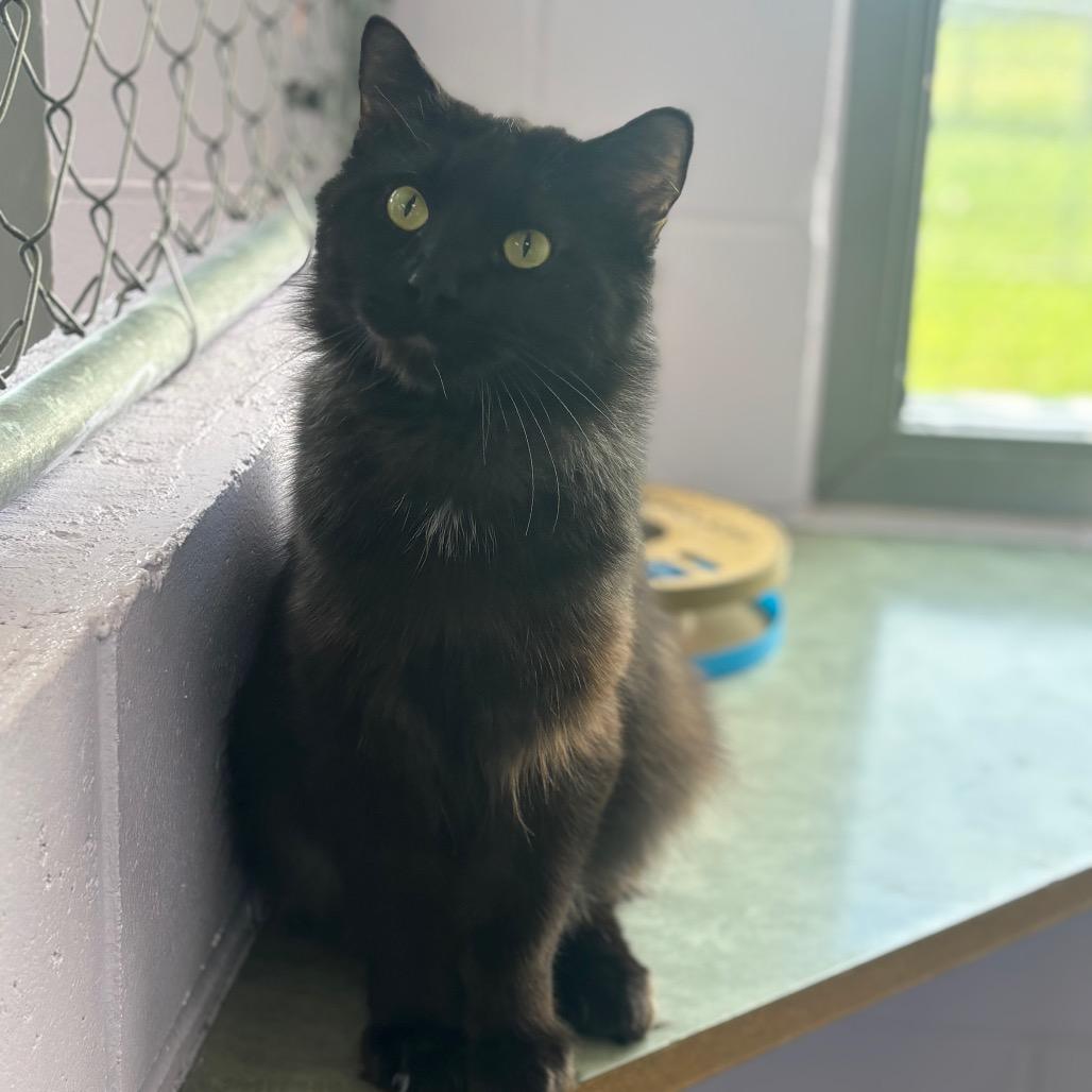 Enlarge Manchester, a Adoptable Domestic Long Hair in Marshalltown, IA image 3/5