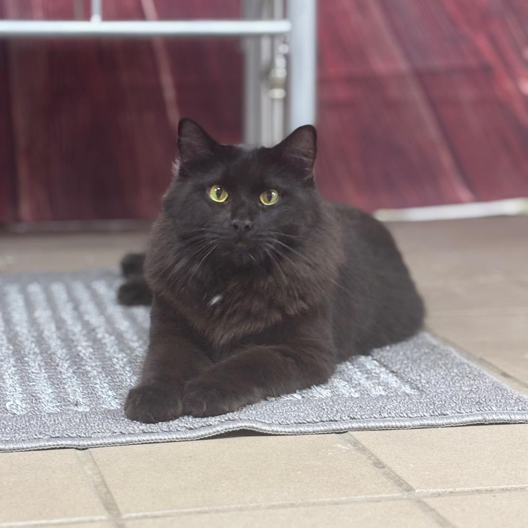 Enlarge Manchester, a Adoptable Domestic Long Hair in Marshalltown, IA image 4/5
