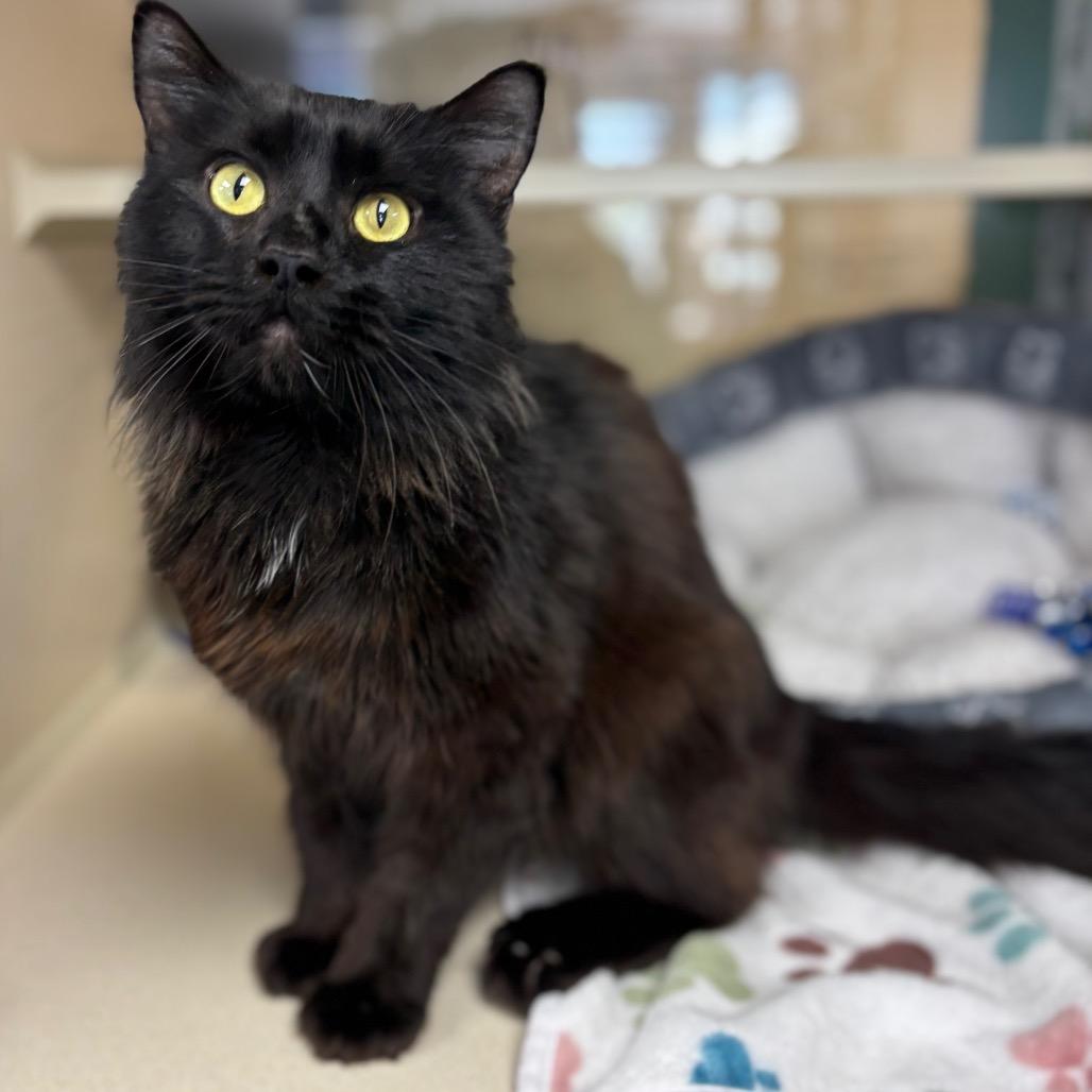 Enlarge Manchester, a Adoptable Domestic Long Hair in Marshalltown, IA image 5/5