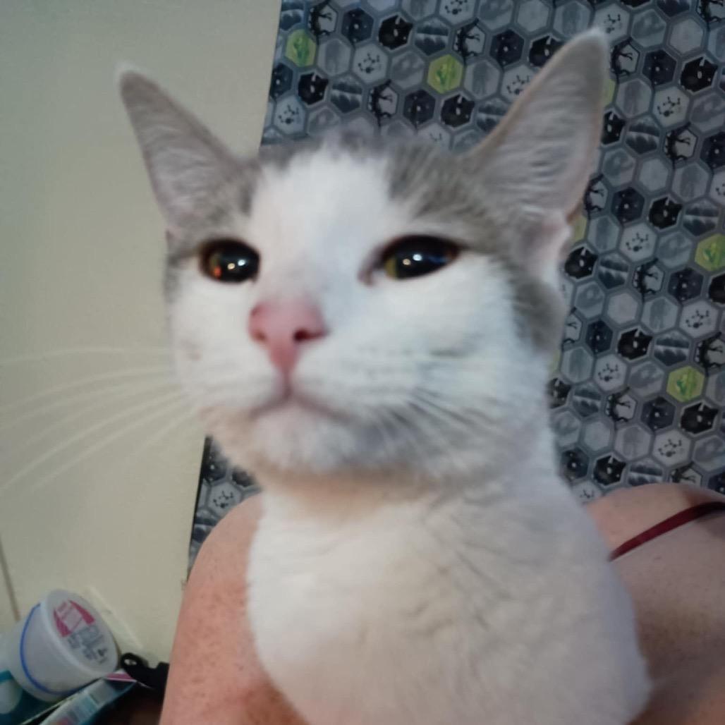 Leah, Adoptable, Adult Female Domestic Short Hair.