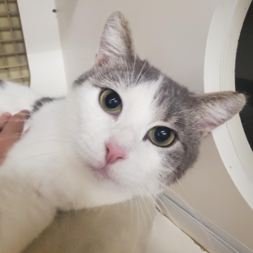 Enlarge Leah, a Adoptable Domestic Short Hair in Union, MO image 2/4