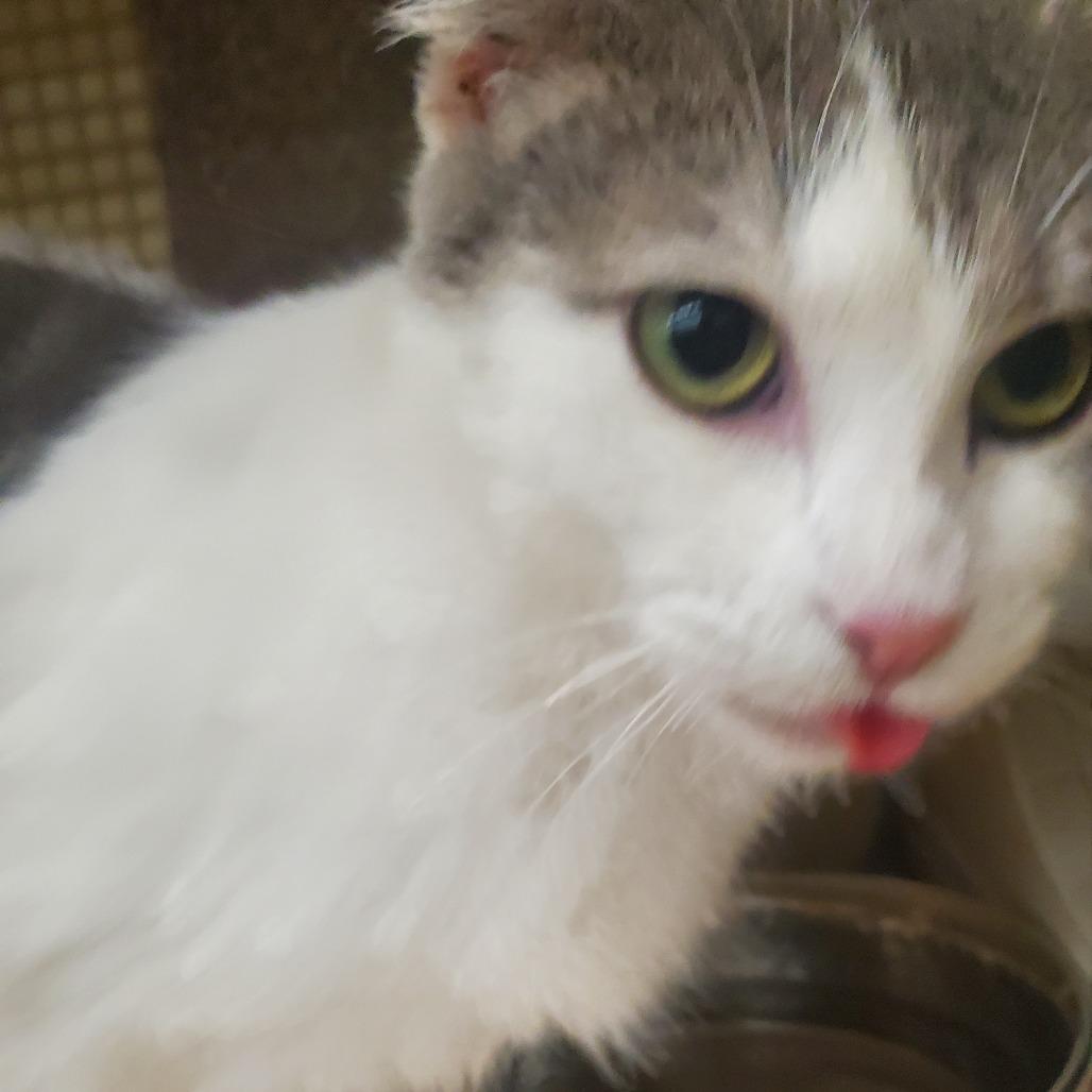 Leah, Adoptable, Adult Female Domestic Short Hair.