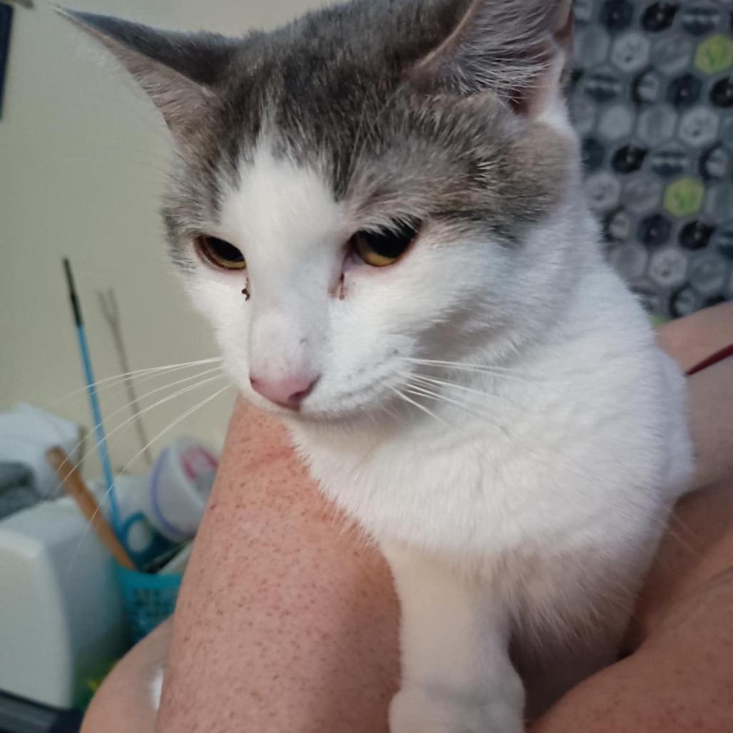 Enlarge Leah, a Adoptable Domestic Short Hair in Union, MO image 4/4