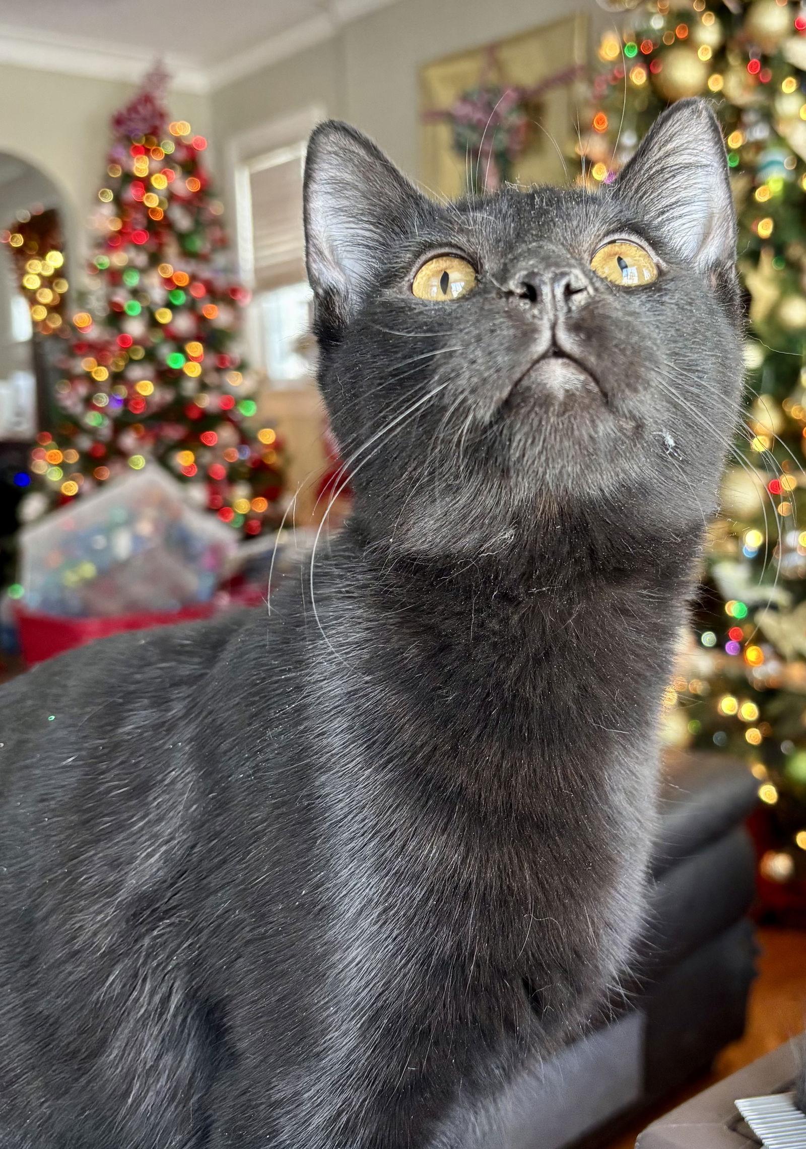 CHARLIE BROWN, Adoptable, Kitten Male Domestic Short Hair.