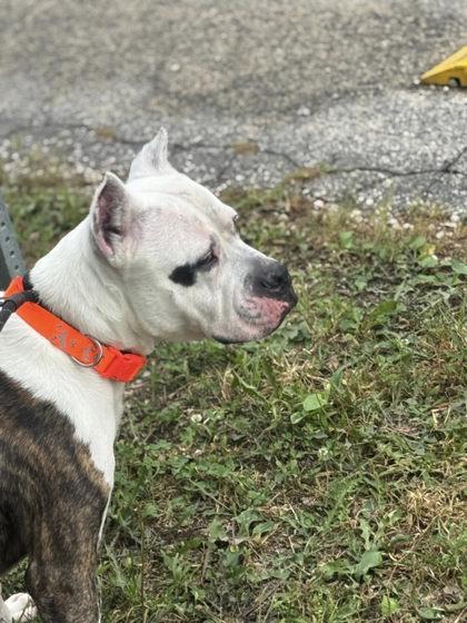 Louie, Adoptable, Adult Male Fox Terrier & Mixed Breed.