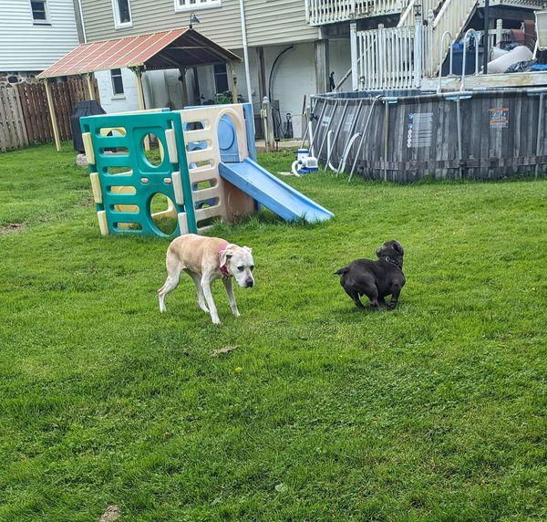 Miss Daisy, a Adopted mixed breed in Ontario, NY image 1/3