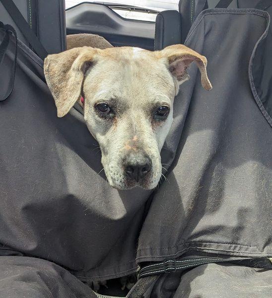 Miss Daisy, Adopted, Senior Female Hound.