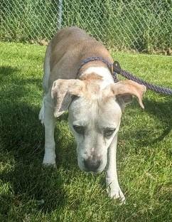 Miss Daisy, a Adopted mixed breed in Ontario, NY image 3/3