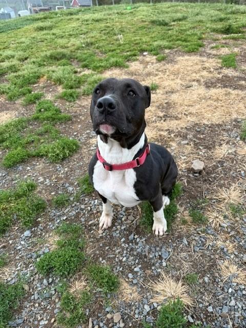 Enlarge Trixie, a ADOPTABLE mixed breed in Augusta, WV image 3/3