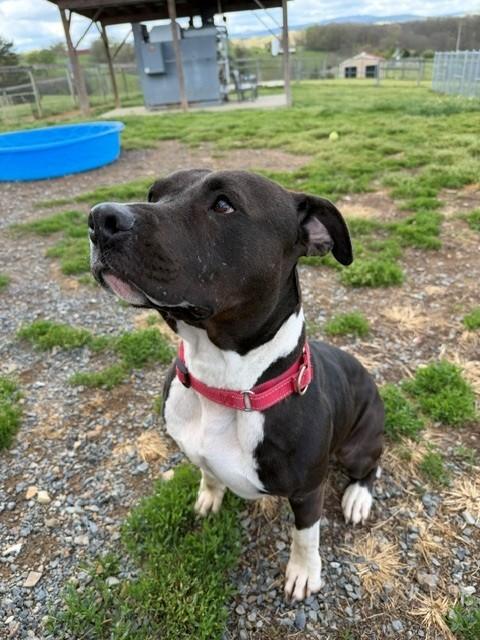 Trixie, ADOPTABLE, Adult Female American Staffordshire Terrier.
