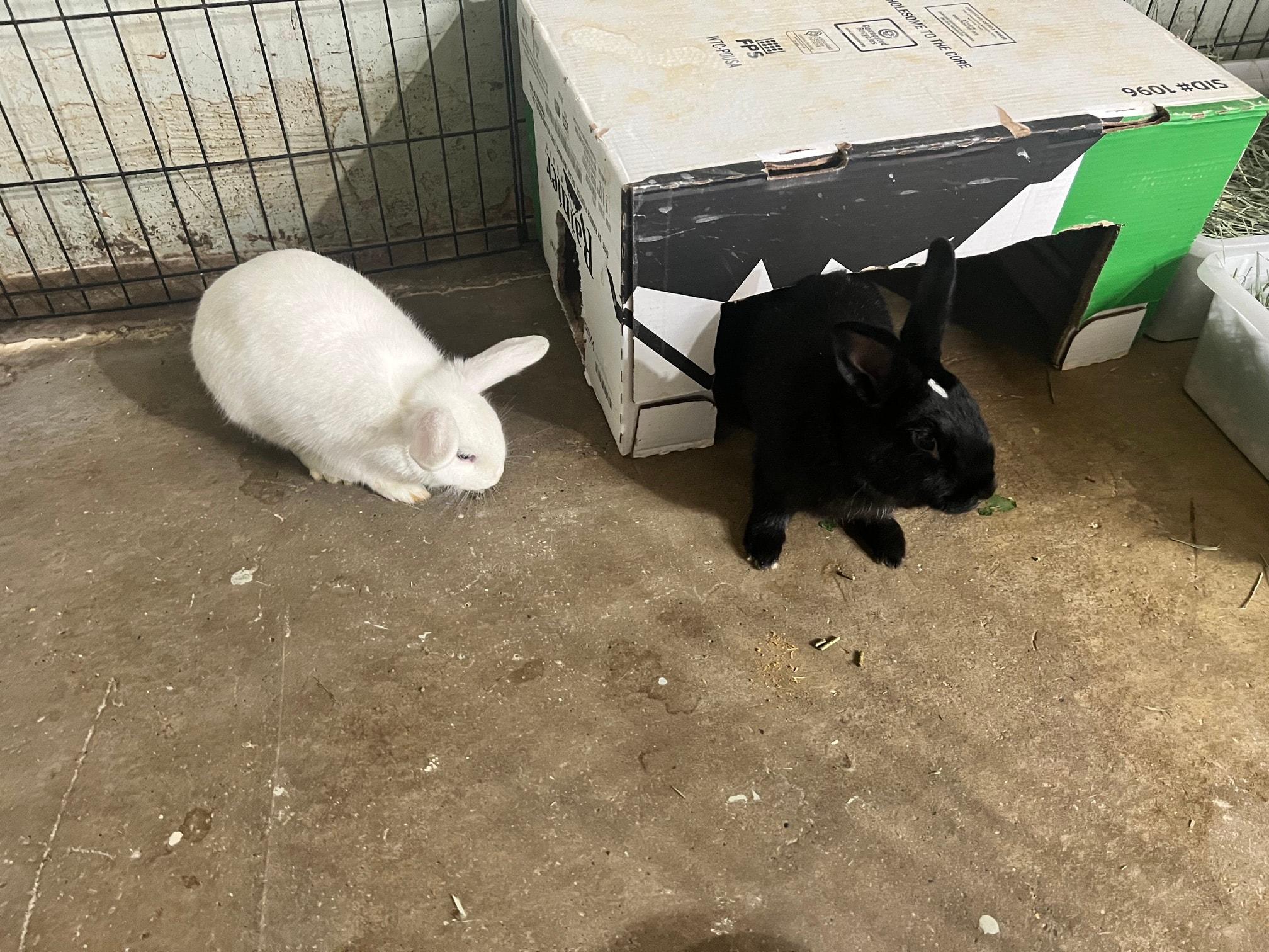 Diamond & Stevie photo
