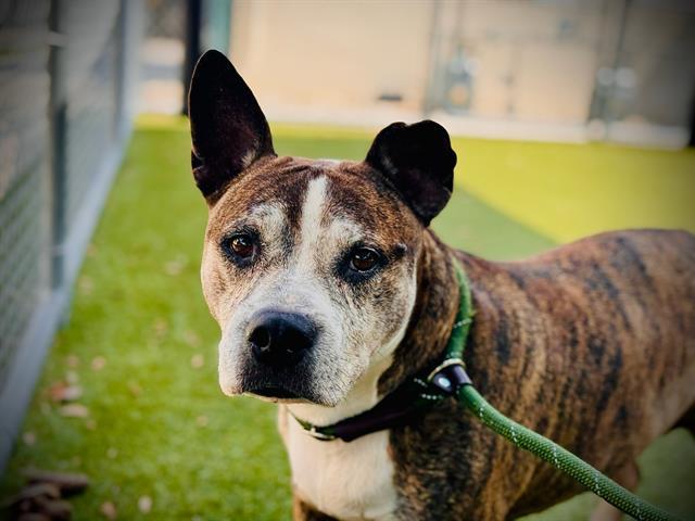 AKENO, Adoptable, Senior Male Pit Bull Terrier & Mixed Breed.