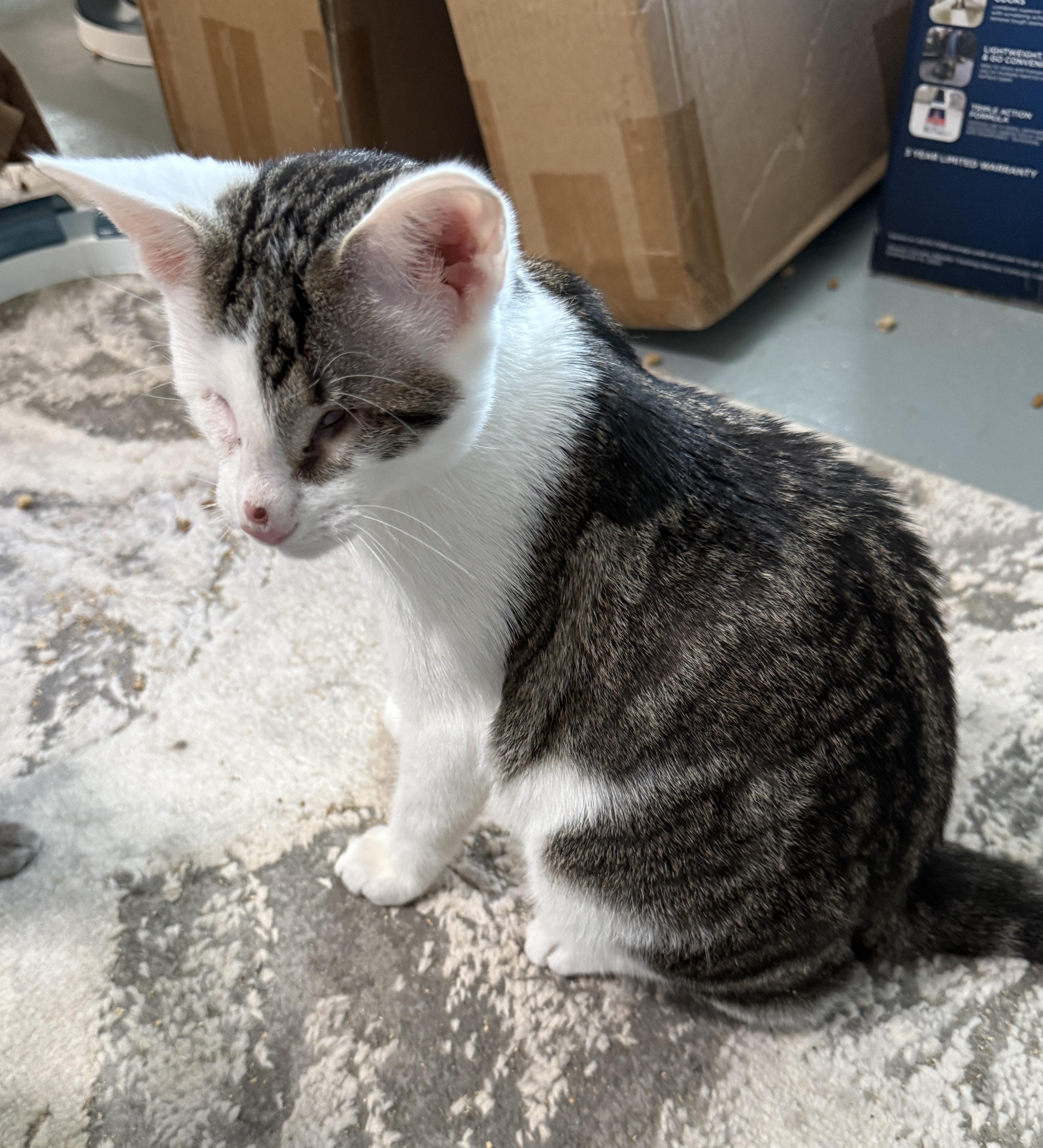 Enlarge Echo, a Adopted Domestic Short Hair in Irmo, SC image 1/6