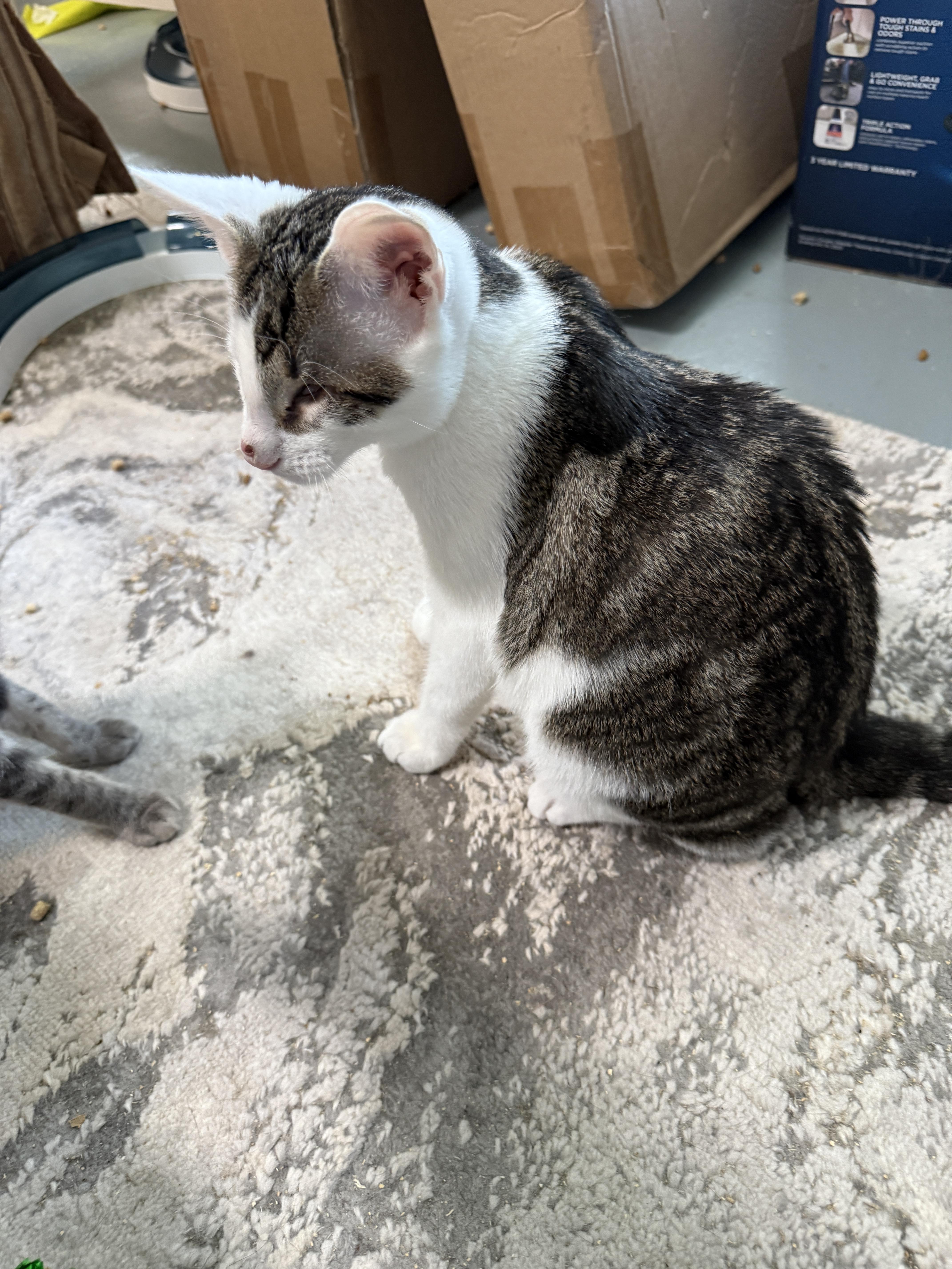 Enlarge Echo, a Adopted Domestic Short Hair in Irmo, SC image 3/6