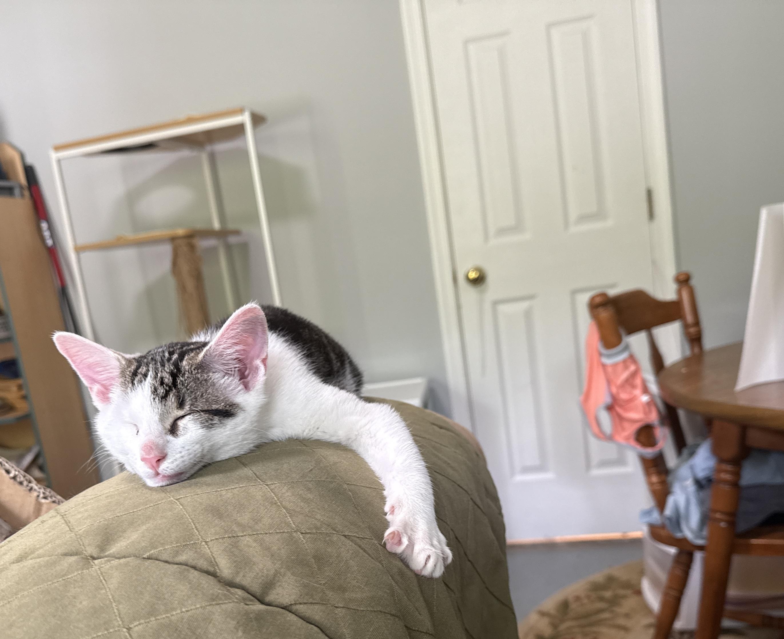 Enlarge Echo, a Adopted Domestic Short Hair in Irmo, SC image 4/6