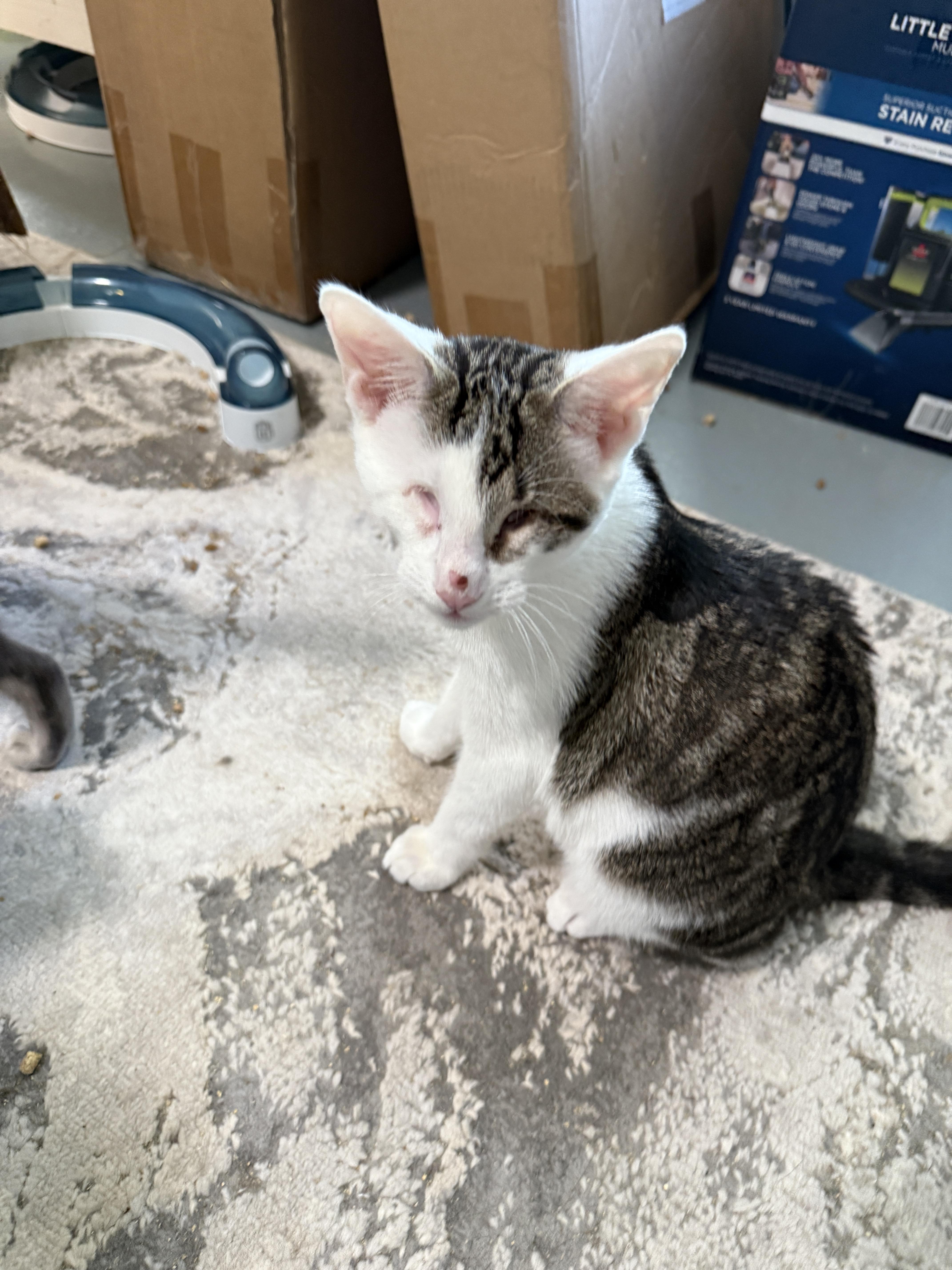 Enlarge Echo, a Adopted Domestic Short Hair in Irmo, SC image 6/6