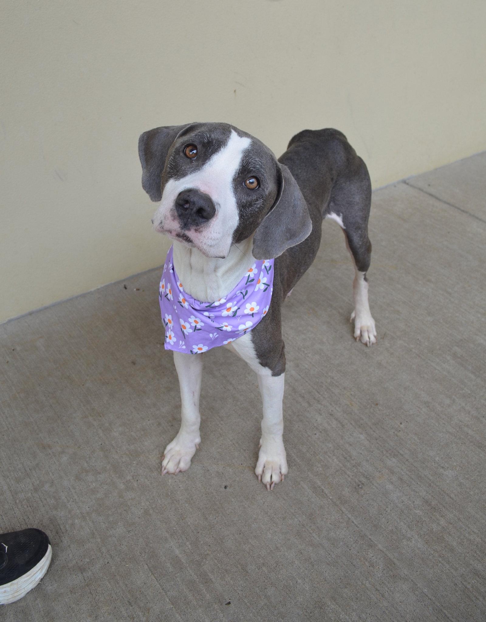 Lola, Adopted, Young Female Pit Bull Terrier.