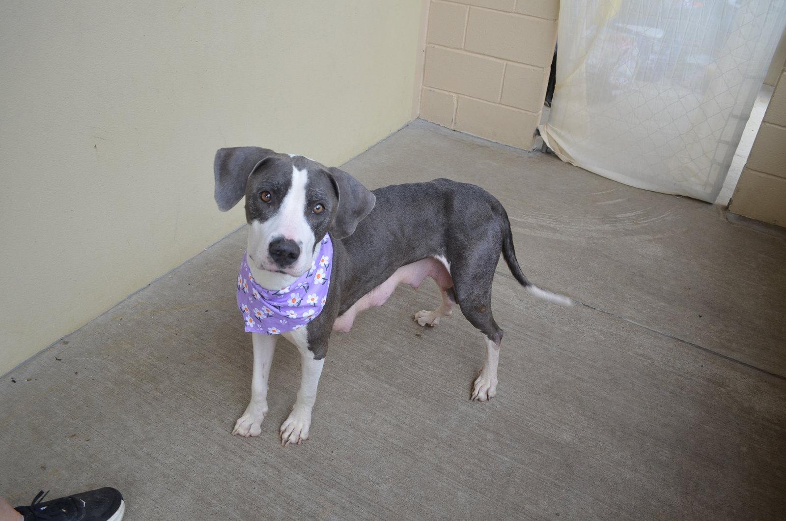 Enlarge Lola, a Adopted Pit Bull Terrier in McKinney, TX image 2/3