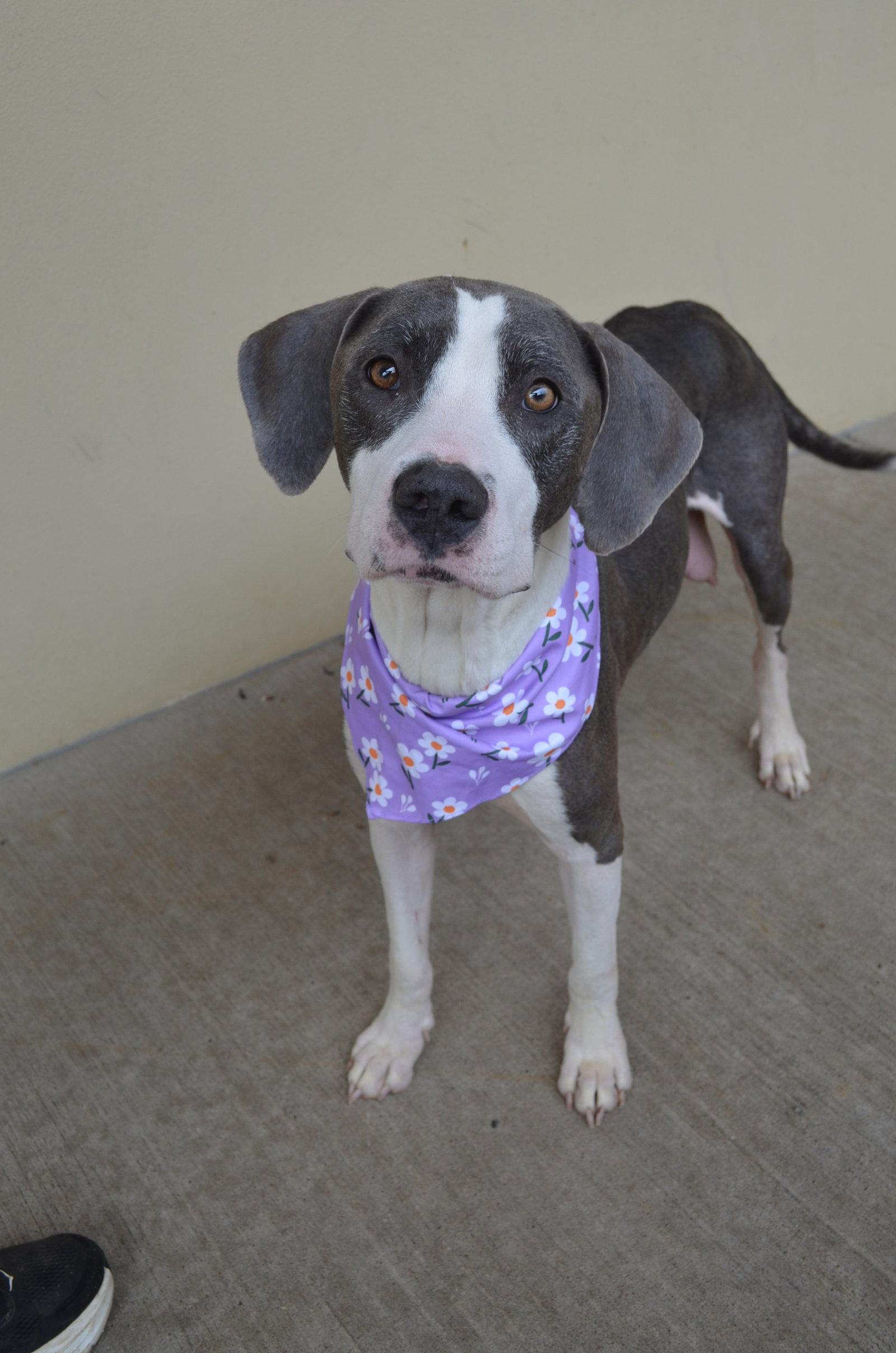 Enlarge Lola, a Adopted Pit Bull Terrier in McKinney, TX image 3/3