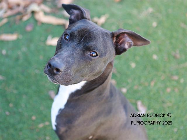 RUPAUL, Adoptable, Young Male Mixed Breed.