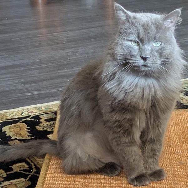 SNUGGLES, adopted, Adult Male Domestic Long Hair.