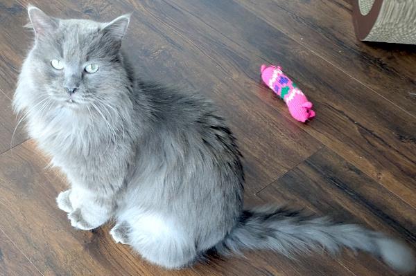 Enlarge SNUGGLES, an adopted Domestic Long Hair in Mequon, WI image 3/4