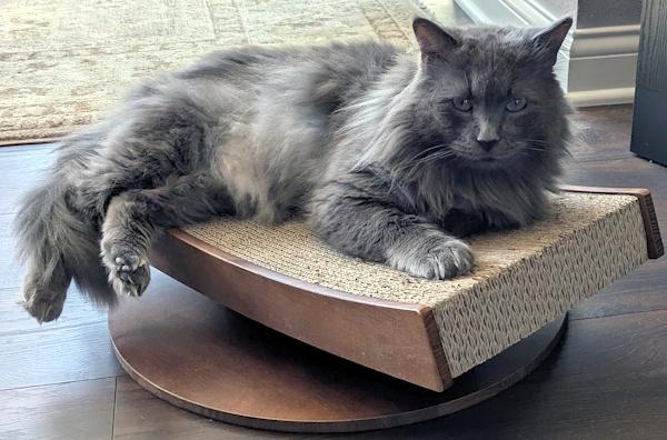 Enlarge SNUGGLES, an adopted Domestic Long Hair in Mequon, WI image 2/4