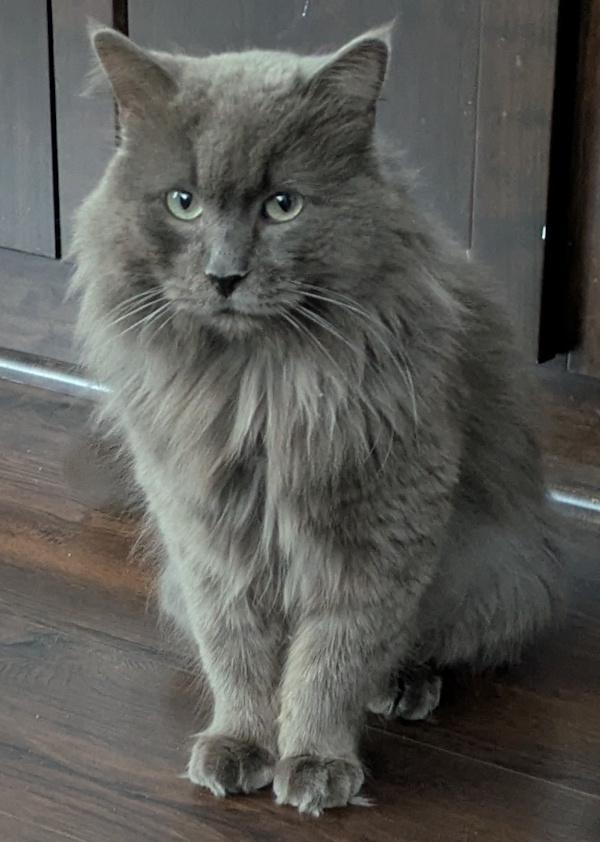 Enlarge SNUGGLES, an adopted Domestic Long Hair in Mequon, WI image 4/4