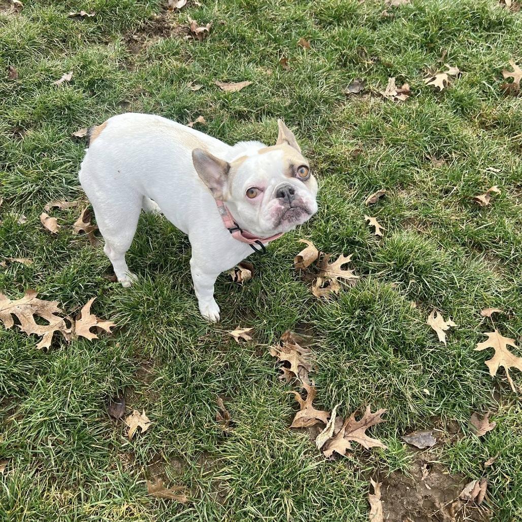 Kobe, Adoptable, Adult Female French Bulldog & French Bulldog.