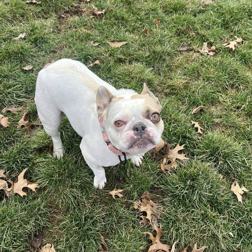 Kobe, a Adoptable mixed breed in Huber Heights, OH image 2/5