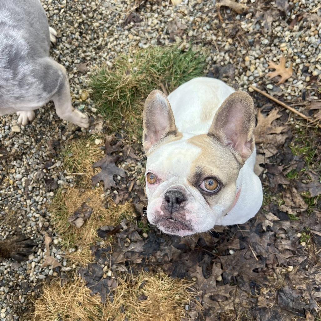 Kobe, a Adoptable mixed breed in Huber Heights, OH image 3/5