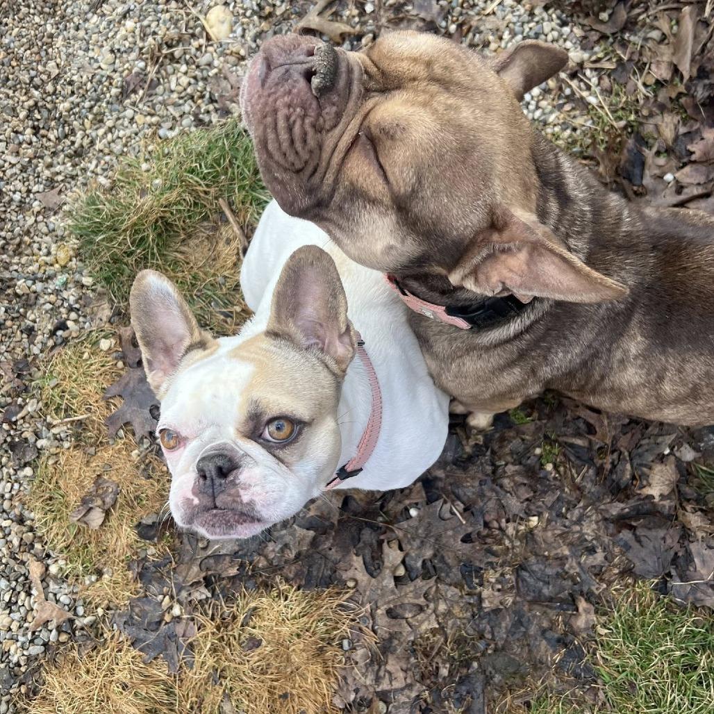 Kobe, a Adoptable mixed breed in Huber Heights, OH image 4/5