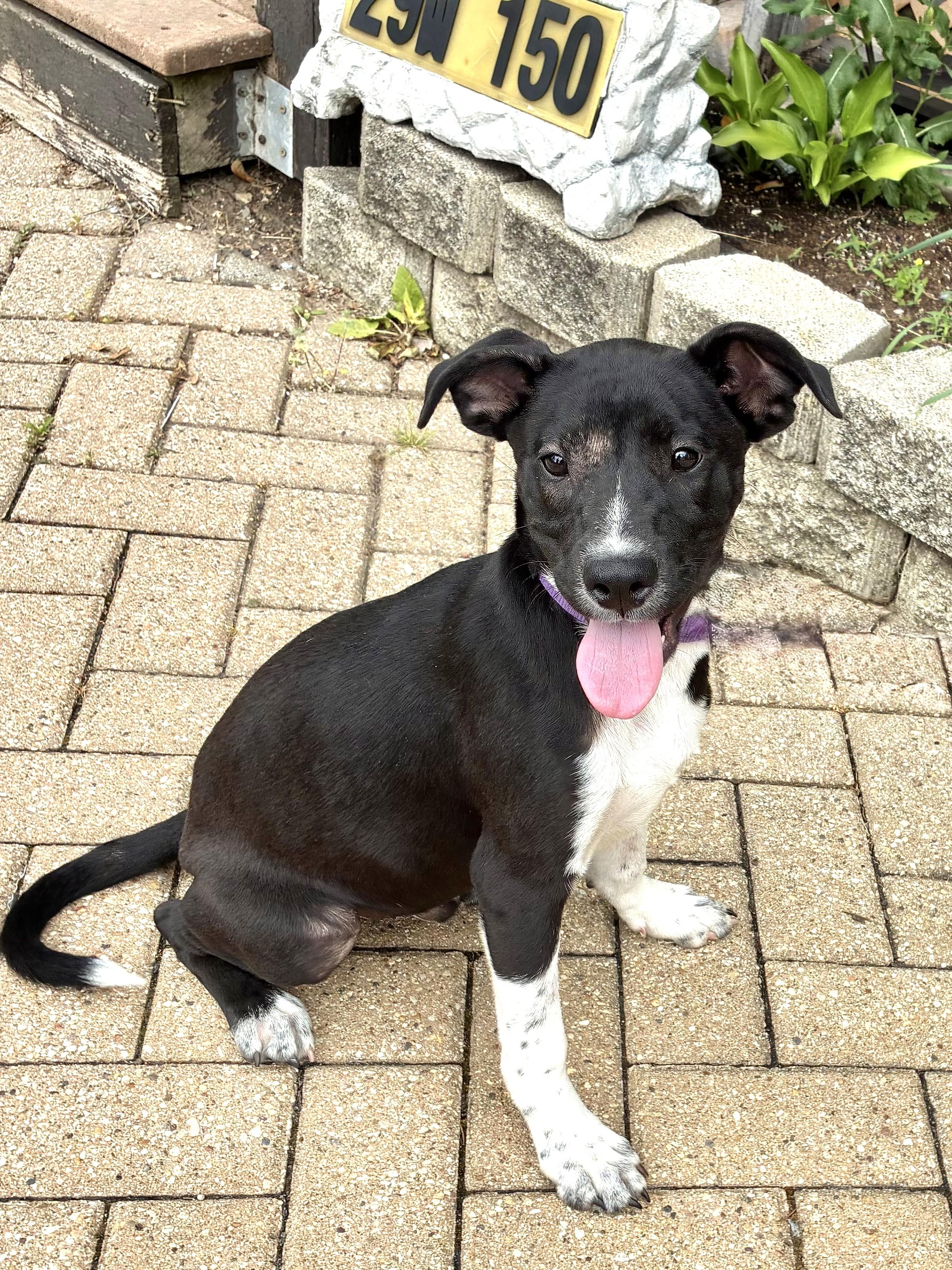 Qwik, Adoptable, Young Male Retriever.