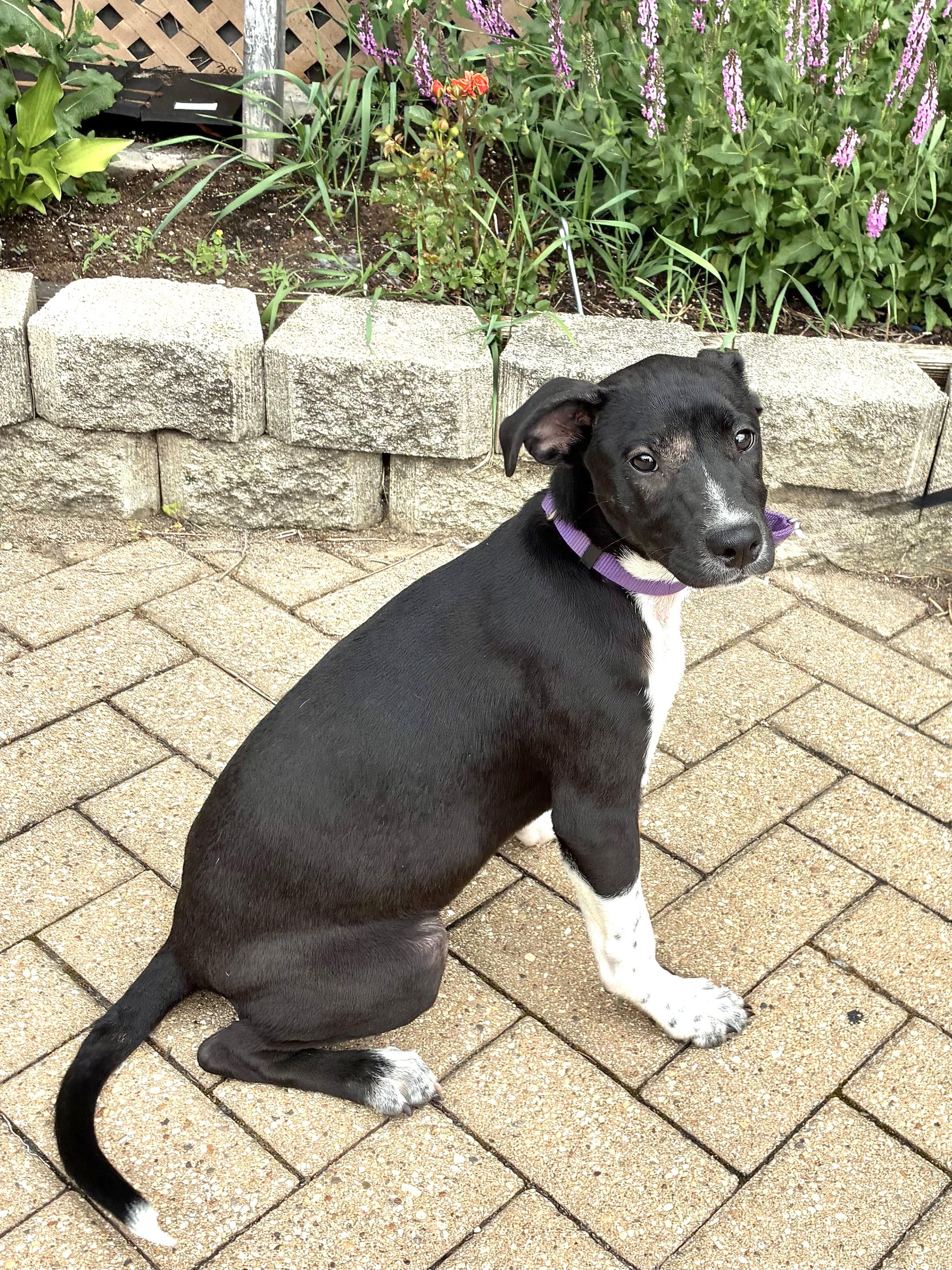 Enlarge Qwik, a Adoptable mixed breed in West Chicago, IL image 2/3