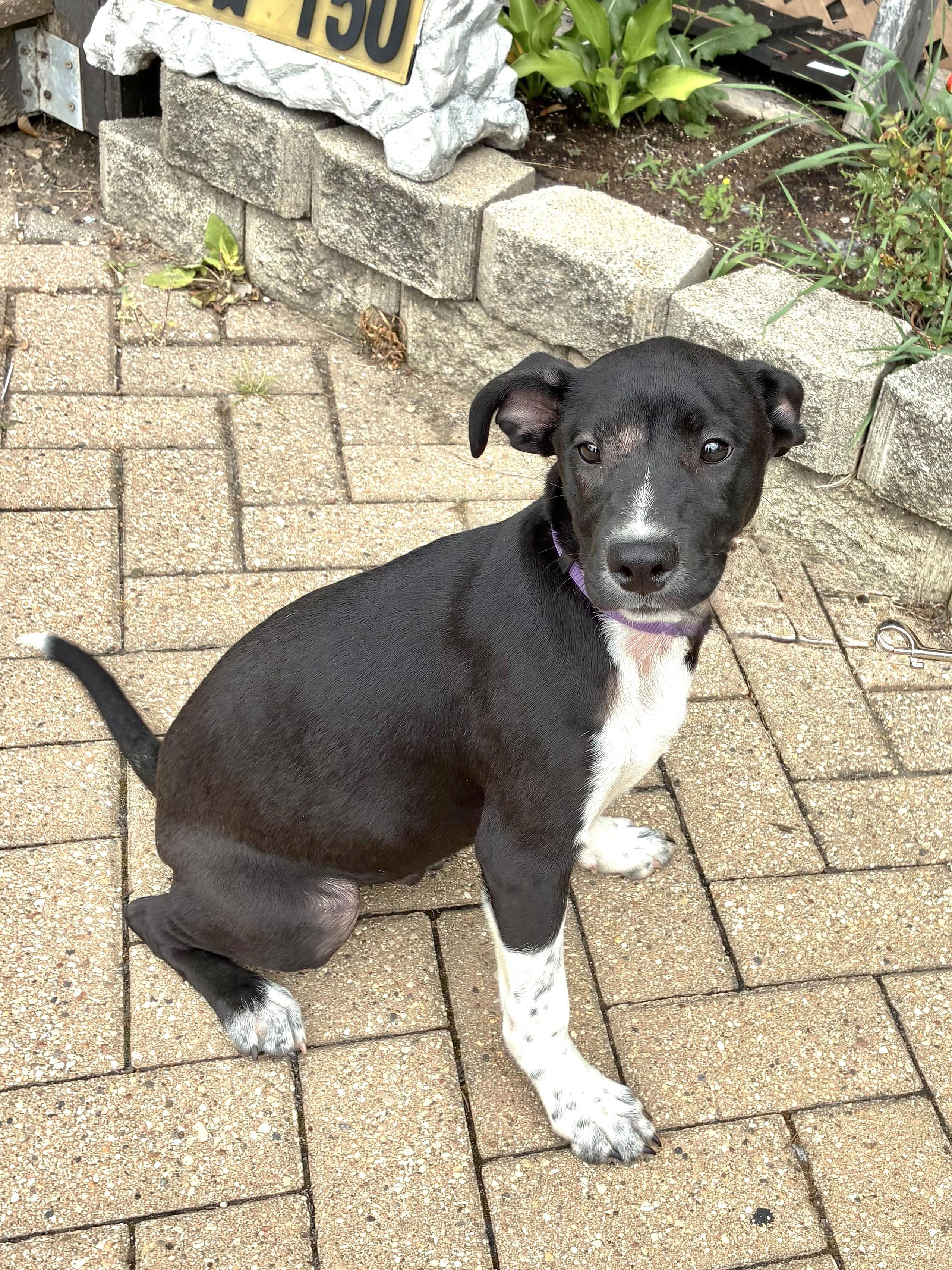 Enlarge Qwik, a Adoptable mixed breed in West Chicago, IL image 3/3