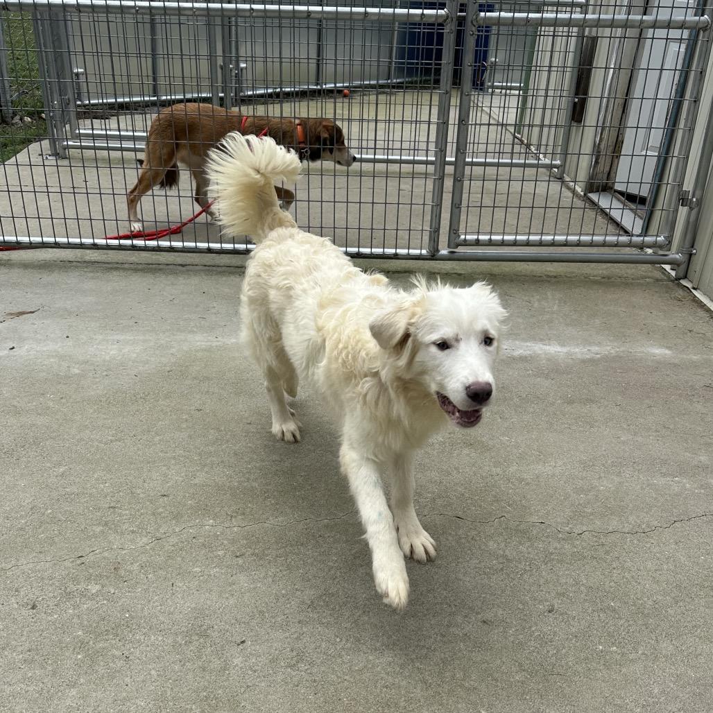 Fred, Adoptable, Young Male Mixed Breed.