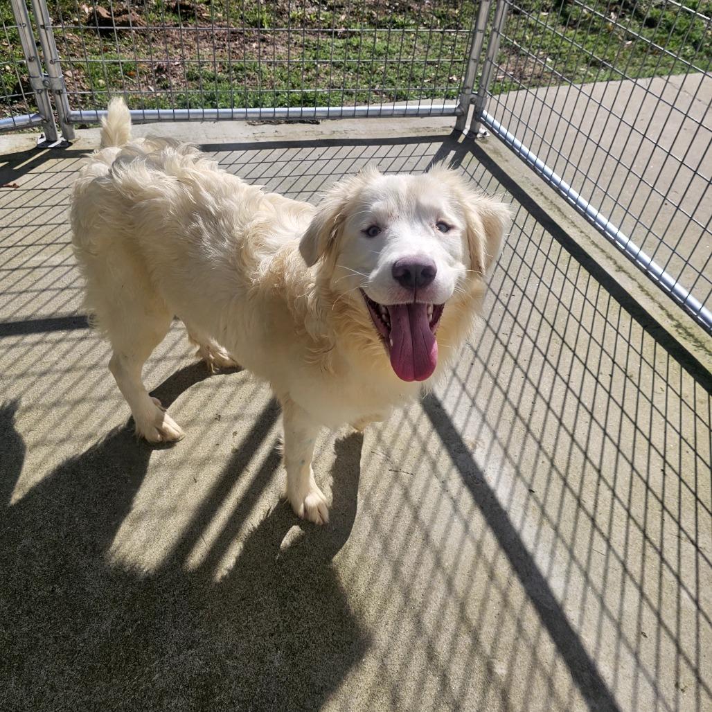 Enlarge Fred, a Adoptable Mixed Breed in Priest River, ID image 2/6