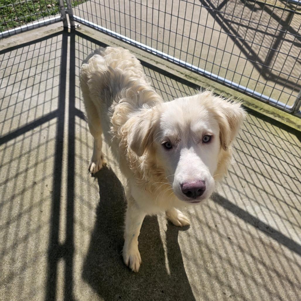 Enlarge Fred, a Adoptable Mixed Breed in Priest River, ID image 3/6