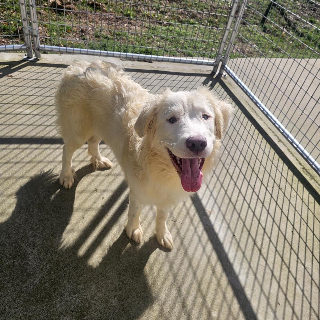 Enlarge Fred, a Adoptable Mixed Breed in Priest River, ID image 4/6