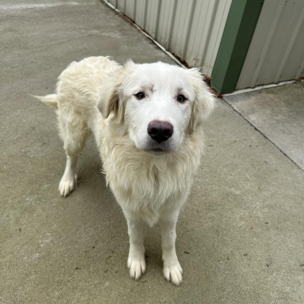 Enlarge Fred, a Adoptable Mixed Breed in Priest River, ID image 5/6
