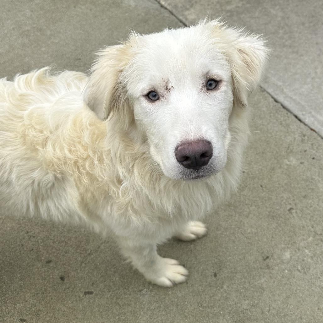Enlarge Fred, a Adoptable Mixed Breed in Priest River, ID image 6/6