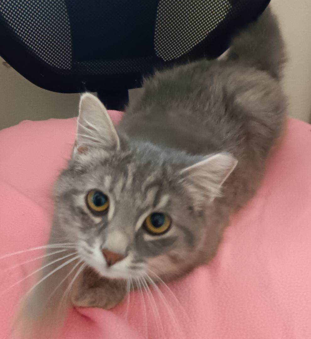 Princess, an adopted Domestic Medium Hair in Atwater, CA_image-1