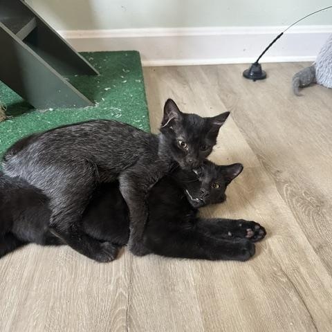 Enlarge Bonnie, a Adopted Domestic Short Hair in Belmont, NC image 4/5
