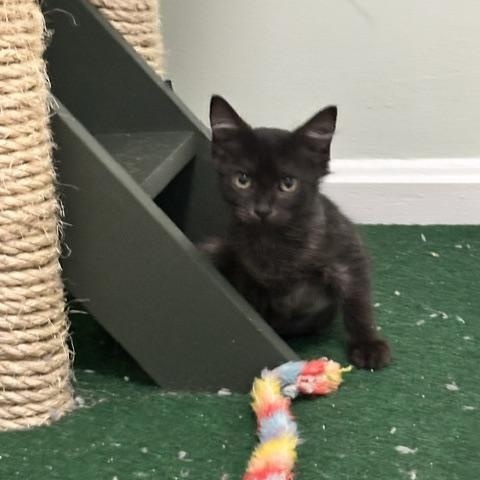 Enlarge Bonnie, a Adopted Domestic Short Hair in Belmont, NC image 3/5