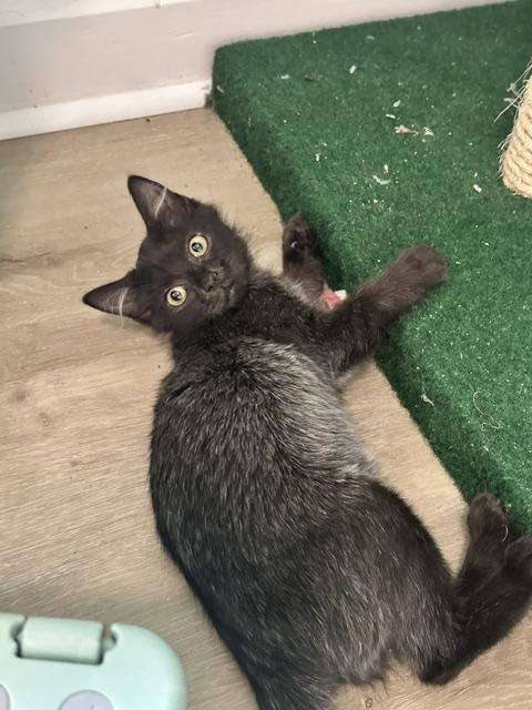 Enlarge Bonnie, a Adopted Domestic Short Hair in Belmont, NC image 2/5