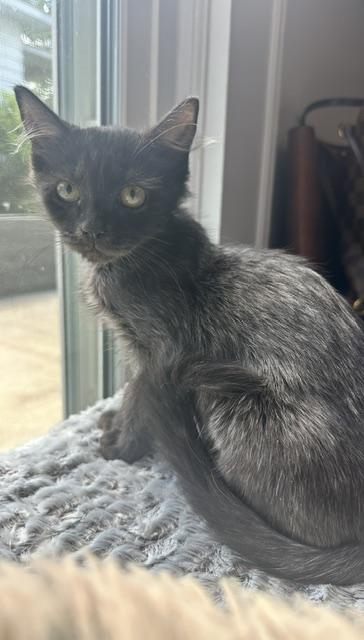 Enlarge Bonnie, a Adopted Domestic Short Hair in Belmont, NC image 5/5