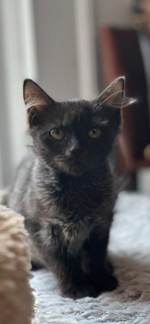 Bonnie, Adopted, Kitten Female Domestic Short Hair.