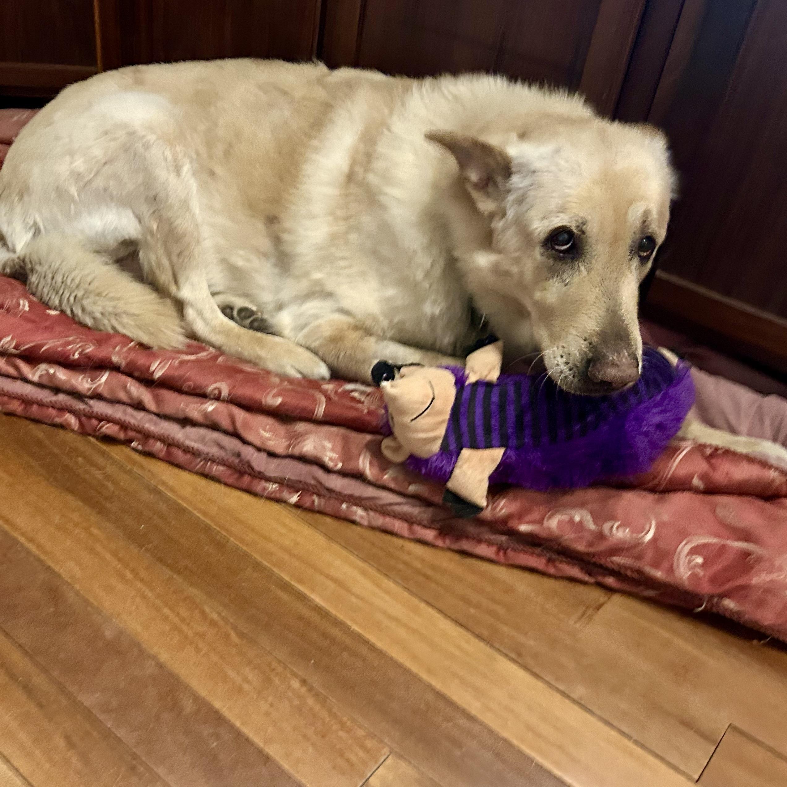 Lucky, an adoptable Yellow Labrador Retriever in Edmonton, AB, T5Y 3N6 | Photo Image 5
