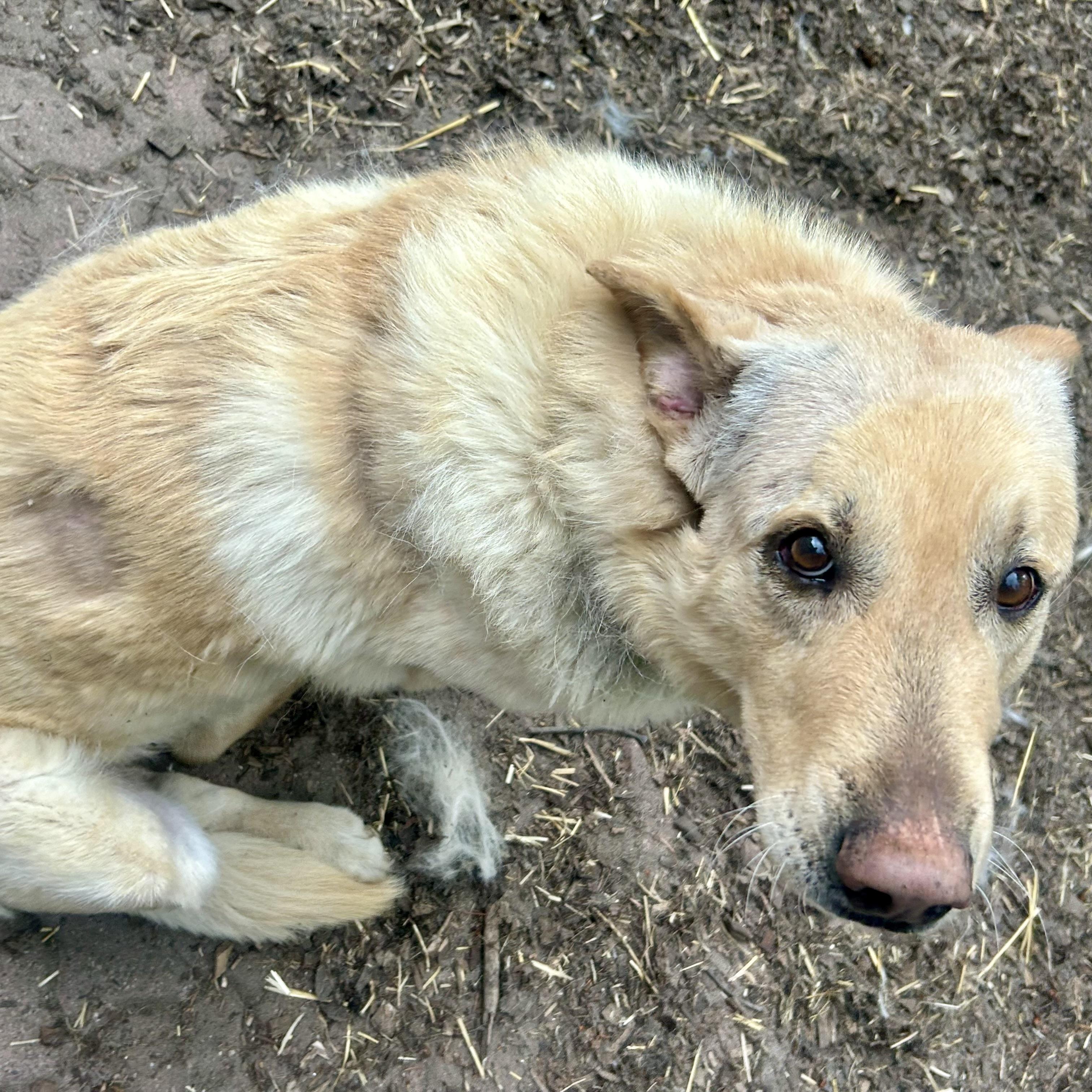 Lucky, an adoptable Yellow Labrador Retriever in Edmonton, AB, T5Y 3N6 | Photo Image 3