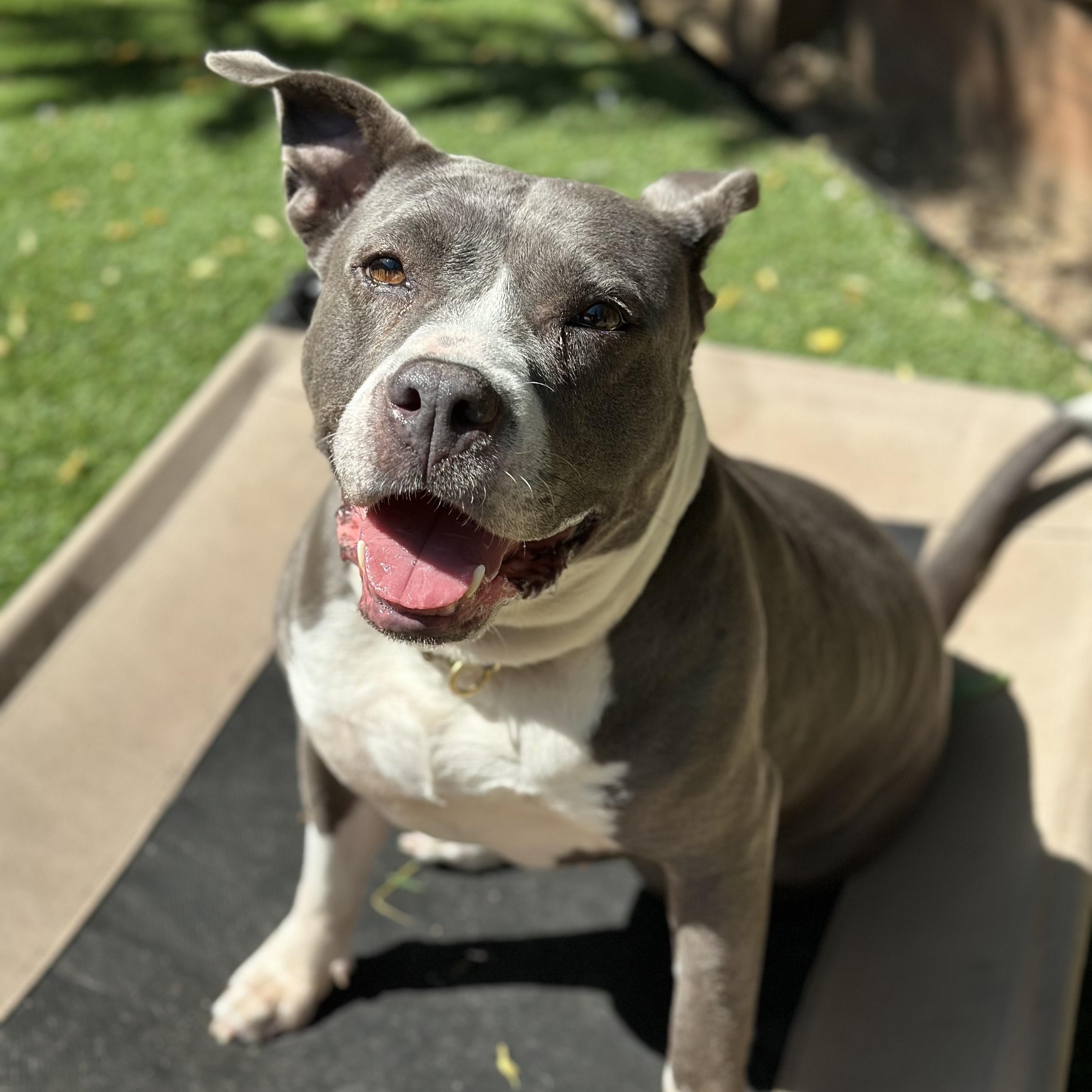 Enlarge Sibyl, a Adoptable Pit Bull Terrier in SACRAMENTO, CA image 3/5